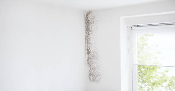 Reliable Pine Valley, CA Mold Removal Solutions