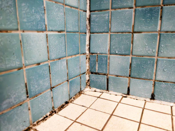 Best Mold Remediation for Rental Properties  in Pine Valley, CA